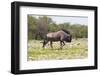 Wildebeest Walking the Plains of Etosha National Park-Micha Klootwijk-Framed Photographic Print