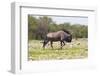 Wildebeest Walking the Plains of Etosha National Park-Micha Klootwijk-Framed Photographic Print