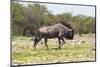Wildebeest Walking the Plains of Etosha National Park-Micha Klootwijk-Mounted Photographic Print