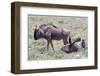 Wildebeest Walking the Plains of Etosha National Park-Micha Klootwijk-Framed Photographic Print