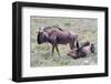 Wildebeest Walking the Plains of Etosha National Park-Micha Klootwijk-Framed Photographic Print