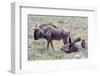 Wildebeest Walking the Plains of Etosha National Park-Micha Klootwijk-Framed Photographic Print