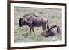 Wildebeest Walking the Plains of Etosha National Park-Micha Klootwijk-Framed Photographic Print