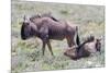 Wildebeest Walking the Plains of Etosha National Park-Micha Klootwijk-Mounted Photographic Print