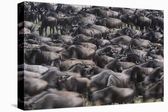 Wildebeest-DLILLC-Stretched Canvas