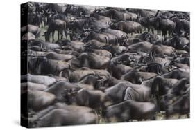 Wildebeest-DLILLC-Stretched Canvas