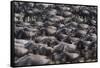 Wildebeest-DLILLC-Framed Stretched Canvas