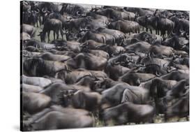 Wildebeest-DLILLC-Stretched Canvas