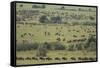 Wildebeest-DLILLC-Framed Stretched Canvas