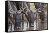 Wildebeest-DLILLC-Framed Stretched Canvas