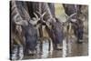 Wildebeest-DLILLC-Stretched Canvas