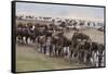 Wildebeest-DLILLC-Framed Stretched Canvas