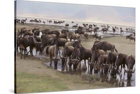 Wildebeest-DLILLC-Stretched Canvas