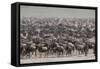 Wildebeest-DLILLC-Framed Stretched Canvas