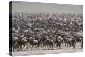 Wildebeest-DLILLC-Stretched Canvas