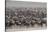 Wildebeest-DLILLC-Stretched Canvas