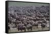 Wildebeest-DLILLC-Framed Stretched Canvas