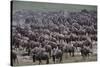 Wildebeest-DLILLC-Stretched Canvas