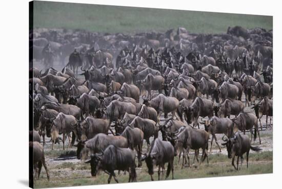 Wildebeest-DLILLC-Stretched Canvas