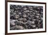 Wildebeest-DLILLC-Framed Photographic Print