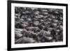 Wildebeest-DLILLC-Framed Photographic Print