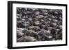 Wildebeest-DLILLC-Framed Photographic Print