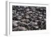 Wildebeest-DLILLC-Framed Photographic Print