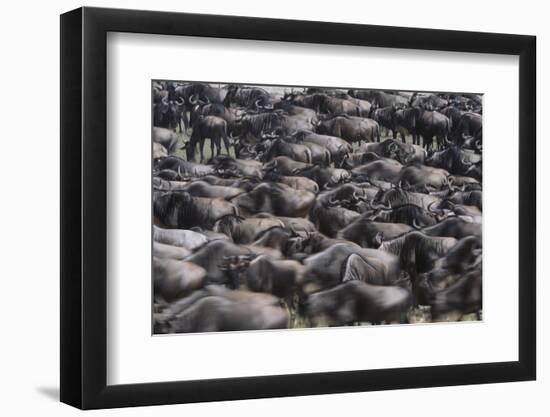 Wildebeest-DLILLC-Framed Photographic Print