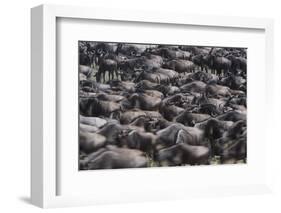 Wildebeest-DLILLC-Framed Photographic Print