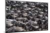 Wildebeest-DLILLC-Mounted Photographic Print