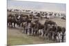 Wildebeest-DLILLC-Mounted Photographic Print