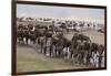 Wildebeest-DLILLC-Framed Photographic Print