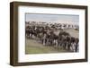 Wildebeest-DLILLC-Framed Photographic Print