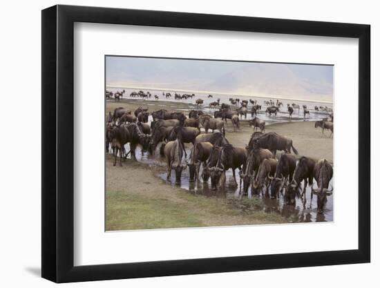 Wildebeest-DLILLC-Framed Photographic Print