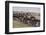 Wildebeest-DLILLC-Framed Photographic Print