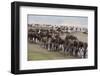 Wildebeest-DLILLC-Framed Photographic Print