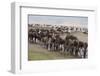 Wildebeest-DLILLC-Framed Photographic Print