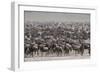 Wildebeest-DLILLC-Framed Photographic Print