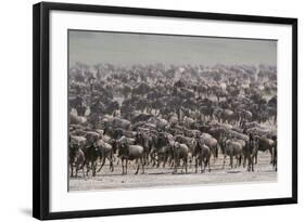 Wildebeest-DLILLC-Framed Photographic Print