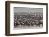 Wildebeest-DLILLC-Framed Photographic Print