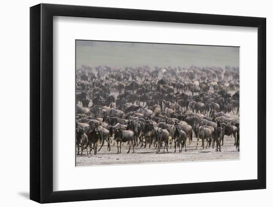 Wildebeest-DLILLC-Framed Photographic Print