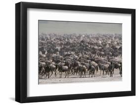 Wildebeest-DLILLC-Framed Photographic Print