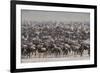 Wildebeest-DLILLC-Framed Photographic Print