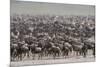 Wildebeest-DLILLC-Mounted Photographic Print