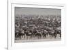 Wildebeest-DLILLC-Framed Photographic Print