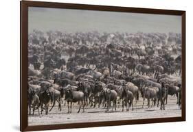 Wildebeest-DLILLC-Framed Photographic Print