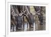 Wildebeest-DLILLC-Framed Photographic Print