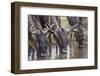 Wildebeest-DLILLC-Framed Photographic Print