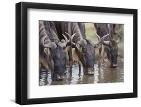 Wildebeest-DLILLC-Framed Photographic Print