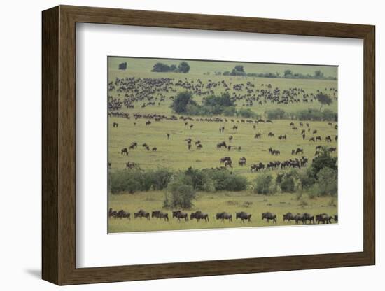 Wildebeest-DLILLC-Framed Photographic Print